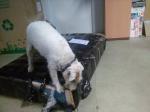 pies służbowy, szkolony do wykrywania wyrobów tytoniowych w trakcie typowania przesyłek do kontroli
